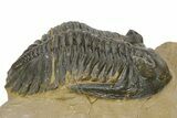 Detailed Hollardops Trilobite - Foum Zguid, Morocco #363168-2